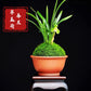 Cymbidium goeringii ‘Cui Gai He’ 春兰茗品 ‘翠盖荷’, rare, at least 3 growths