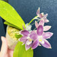 Phal. tetraspis coerulea  (Blue) — random petal color in blue/taro or white, fragrant