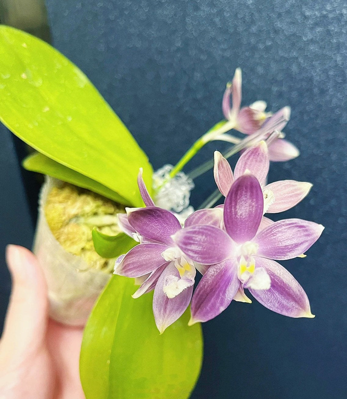 Phal. tetraspis coerulea  (Blue) — random petal color in blue/taro or white, fragrant