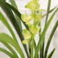 Cymbidium ensifolium ‘Su Jun He’ 建兰/四季兰 ‘素君荷’, very fragrant