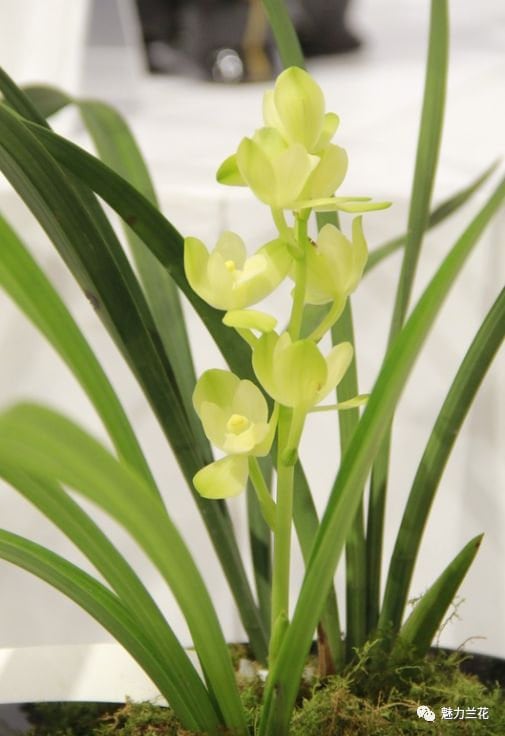 Cymbidium ensifolium ‘Su Jun He’ 建兰/四季兰 ‘素君荷’, very fragrant