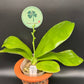 Phal. tetraspis coerulea  (Blue) — random petal color in blue/taro or white, fragrant
