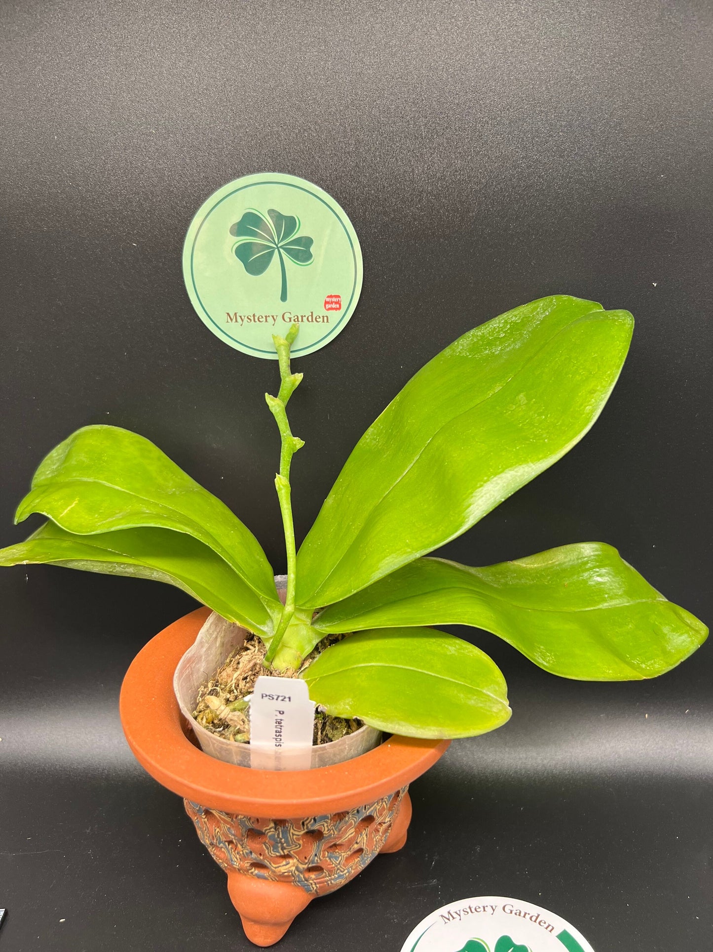 Phal. tetraspis coerulea  (Blue) — random petal color in blue/taro or white, fragrant