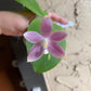Phal. tetraspis coerulea  (Blue) — random petal color in blue/taro or white, fragrant