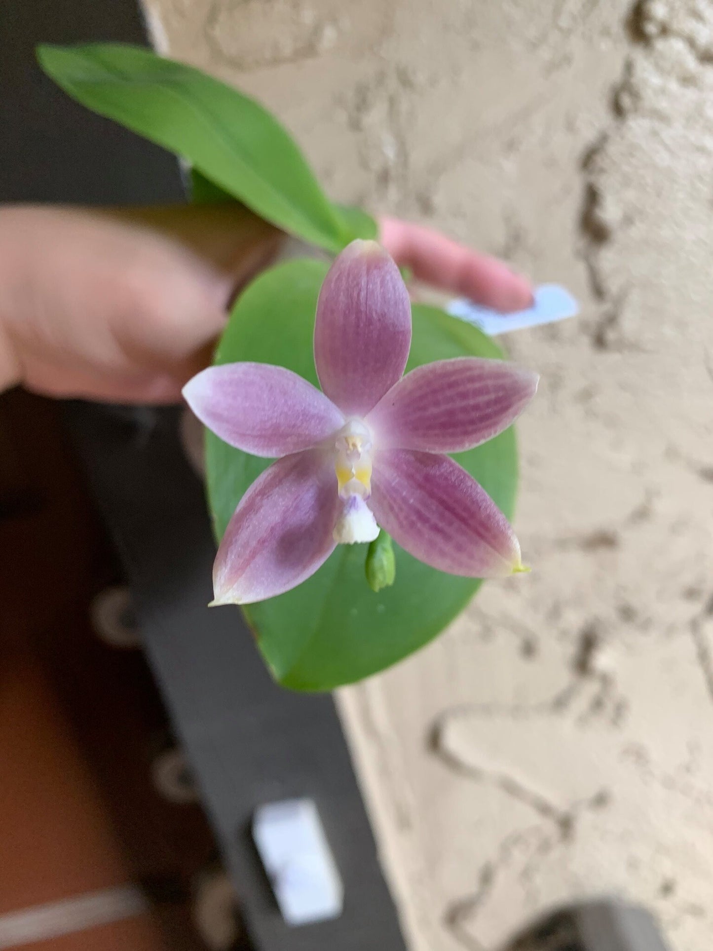 Phal. tetraspis coerulea  (Blue) — random petal color in blue/taro or white, fragrant