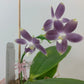 Phal. tetraspis coerulea  (Blue) — random petal color in blue/taro or white, fragrant