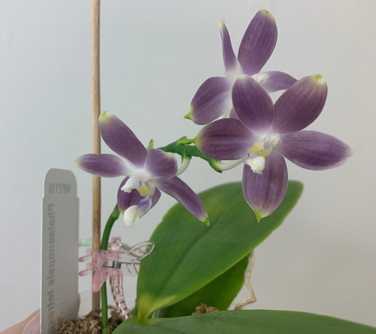 Phal. tetraspis coerulea  (Blue) — random petal color in blue/taro or white, fragrant