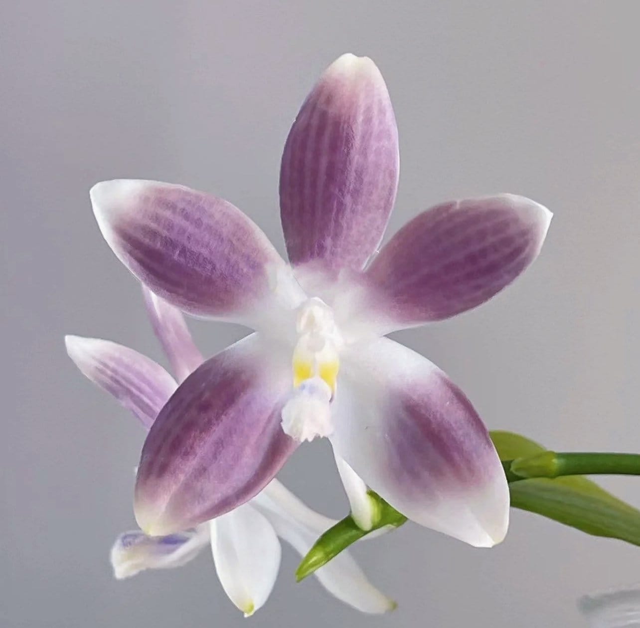 Phal. tetraspis coerulea  (Blue) — random petal color in blue/taro or white, fragrant