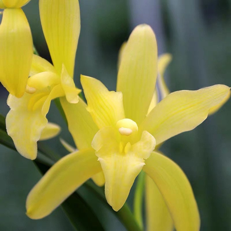 On Sale! Cymbidium ensifolium Hybrid ‘Golden Elf’ ‘黄金小神童爪’, golden tip on leaves (爪艺), very fragrant