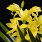 On Sale! Cymbidium ensifolium Hybrid ‘Golden Elf’ ‘黄金小神童爪’, golden tip on leaves (爪艺), very fragrant