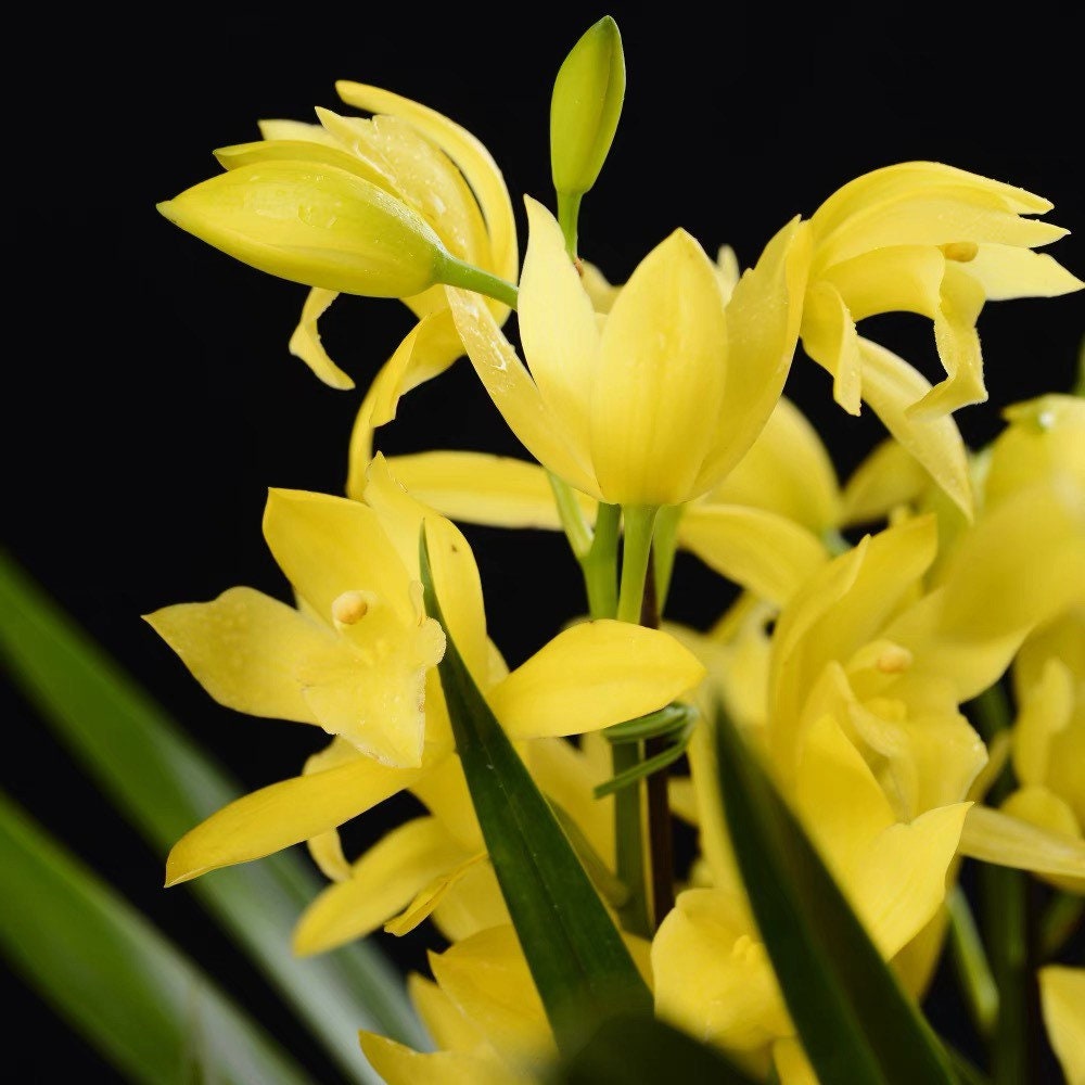 On Sale! Cymbidium ensifolium Hybrid ‘Golden Elf’ ‘黄金小神童爪’, golden tip on leaves (爪艺), very fragrant