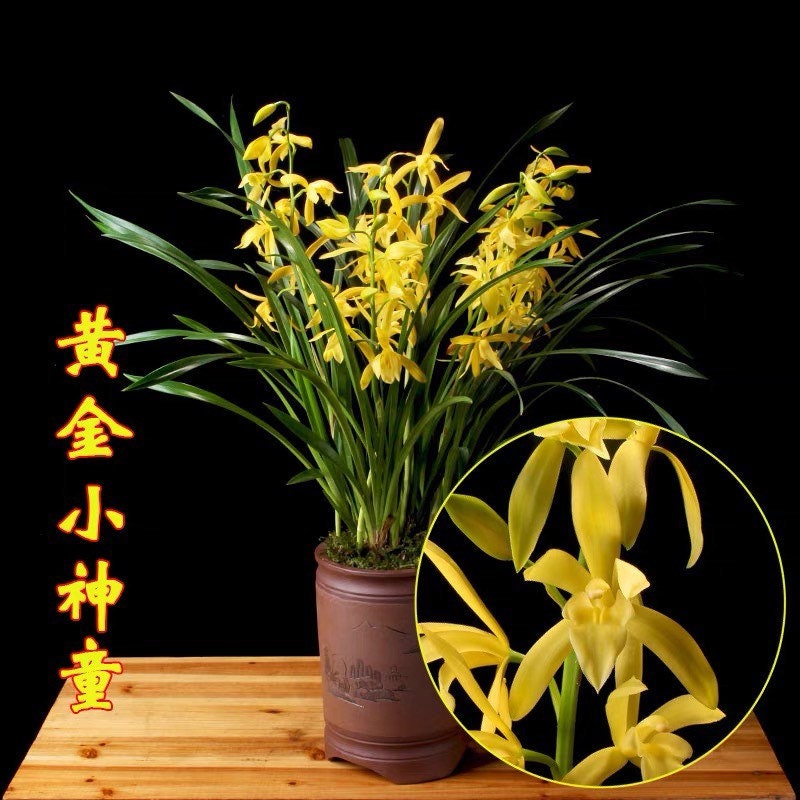 On Sale! Cymbidium ensifolium Hybrid ‘Golden Elf’ ‘黄金小神童爪’, golden tip on leaves (爪艺), very fragrant