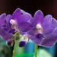 Phalaenopsis Purple Martin var. Blue, fragrant