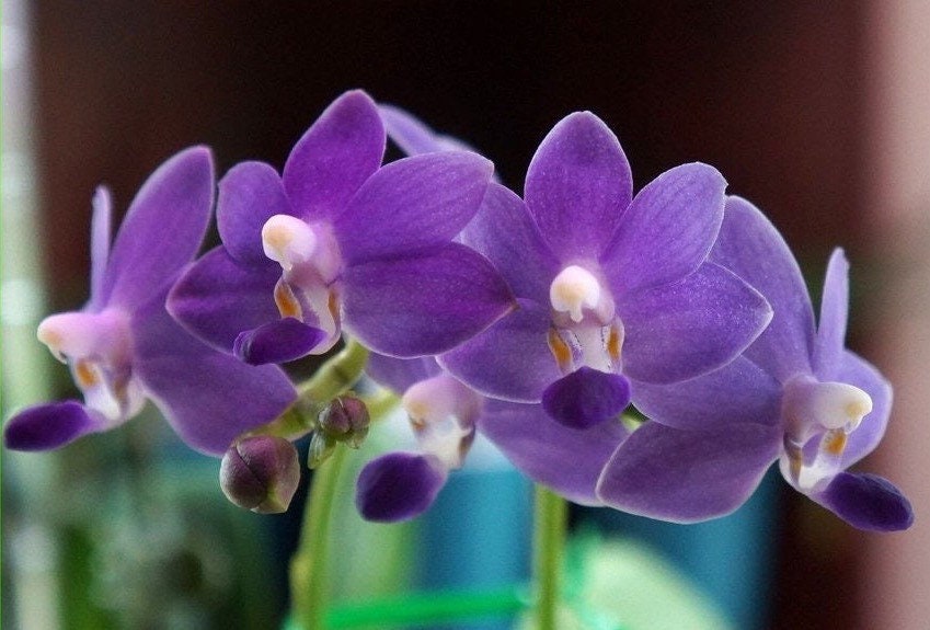 Phalaenopsis Purple Martin var. Blue, fragrant