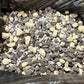 Premium Potting Mix- ready for cymbidium, cattleya, dendrobium and other orchids