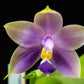 Phal. Samera var. blue x sib, Very fragrant!