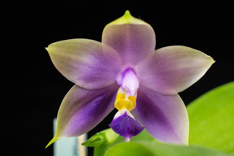 Phal. Samera var. blue x sib, Very fragrant!