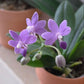 Phalaenopsis Purple Martin var. Blue, fragrant
