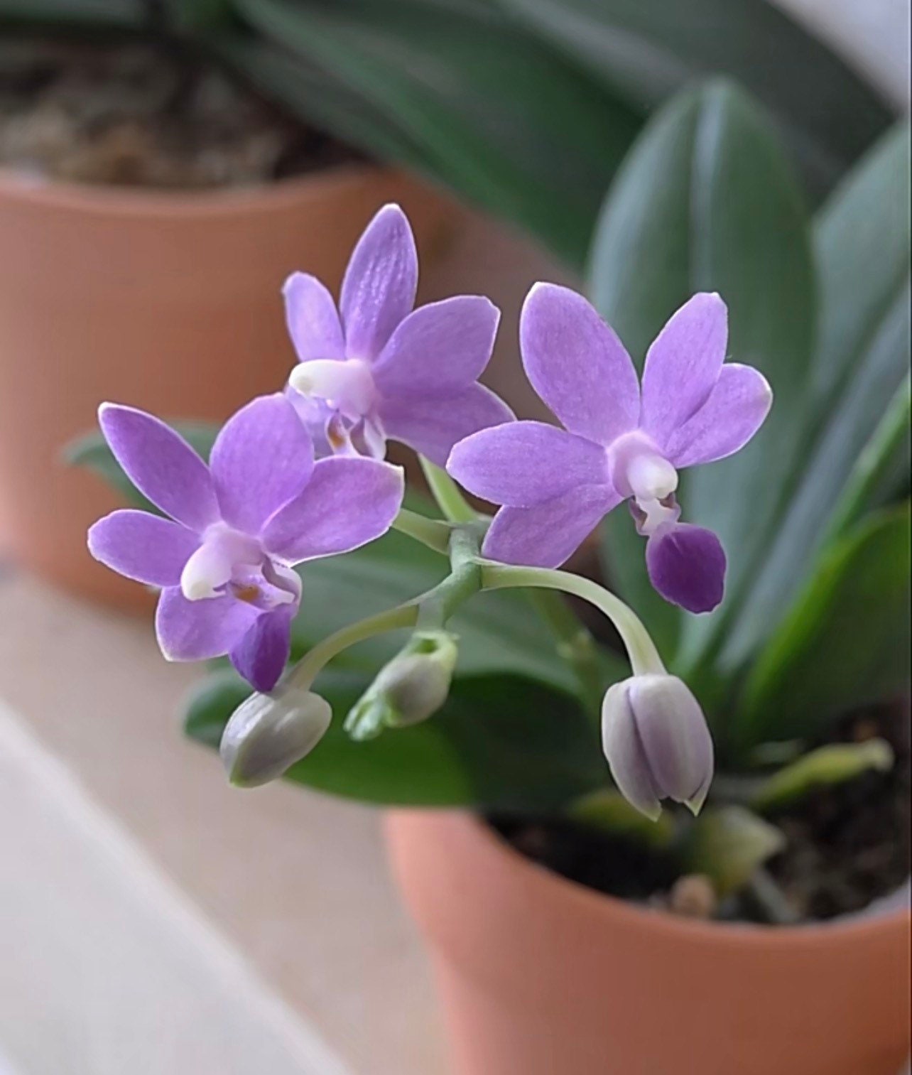 Phalaenopsis Purple Martin var. Blue, fragrant