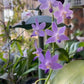 Phalaenopsis Purple Martin var. Blue, fragrant