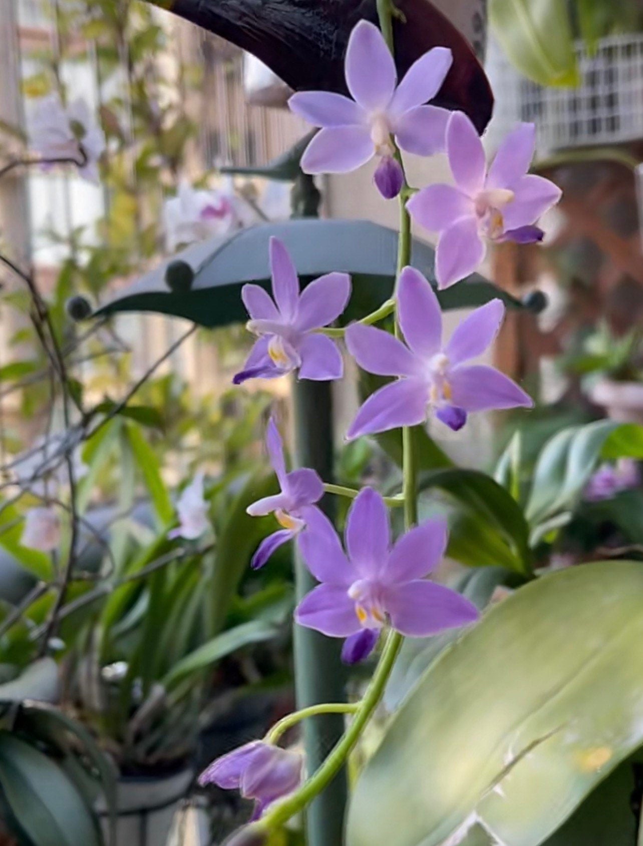 Phalaenopsis Purple Martin var. Blue, fragrant