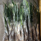 Beginner friendly! Cymbidium ensifolium “Yi Hong Shuang Jiao (Xiao Guo Hun)” 建兰/四季兰 ‘逸虹双娇 (小国魂)’, very fragrant