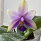 Phal. Samera var. blue x sib, Very fragrant!