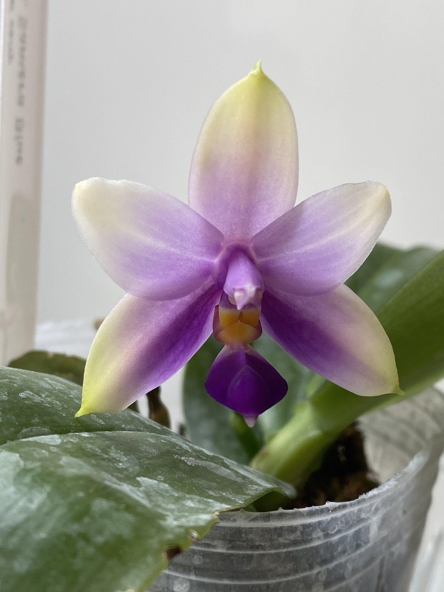 Phal. Samera var. blue x sib, Very fragrant!