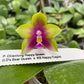 Phal. Chienlung Happy Queen (AN11), fragrant