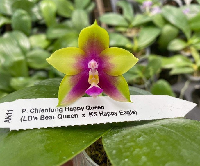 Phal. Chienlung Happy Queen (AN11), fragrant