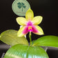 Phal. Chienlung Happy Queen (AN11), fragrant