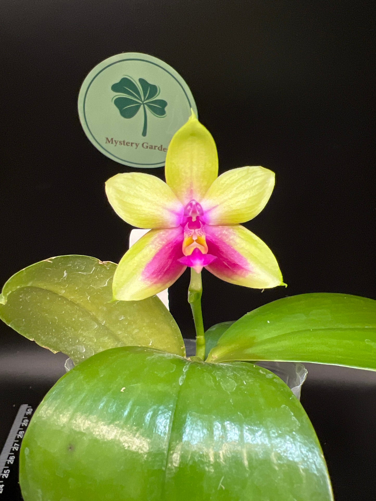 Phal. Chienlung Happy Queen (AN11), fragrant