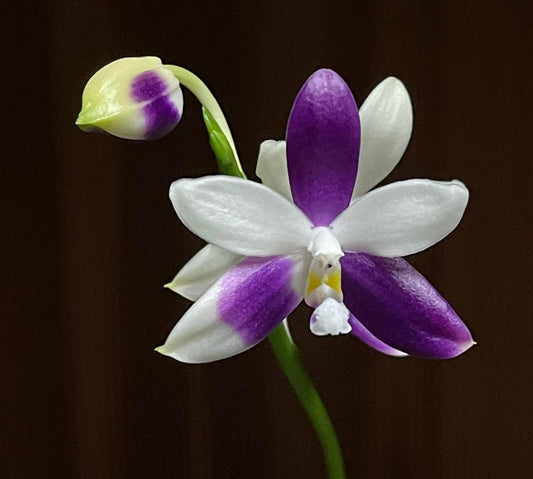 Very rare! Phal. Yaphon GG — unique flower color patterns, random petal color in blue/purple or white