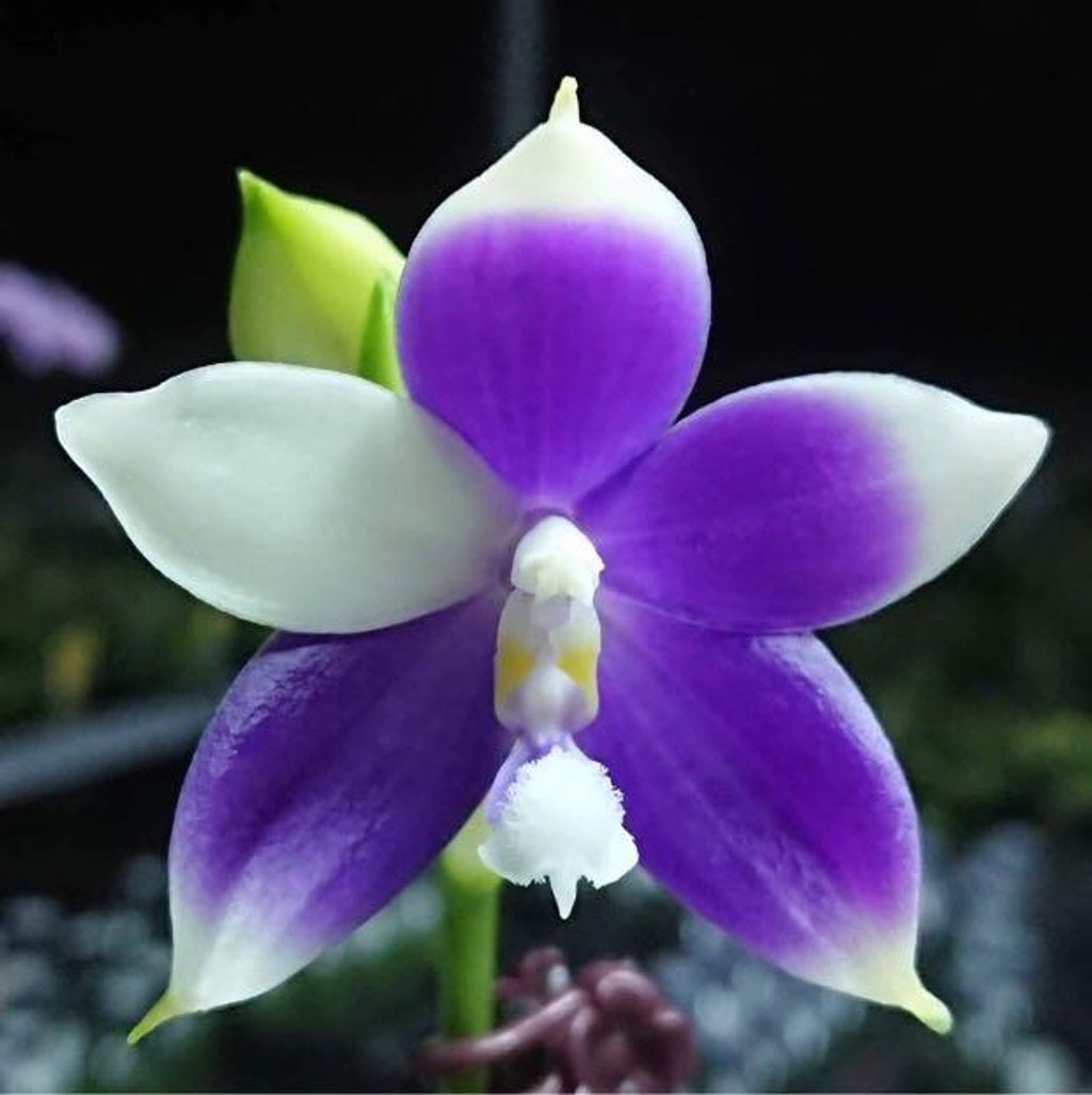 Very rare! Phal. Yaphon GG — unique flower color patterns, random petal color in blue/purple or white