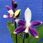 Very rare! Phal. Yaphon GG — unique flower color patterns, random petal color in blue/purple or white