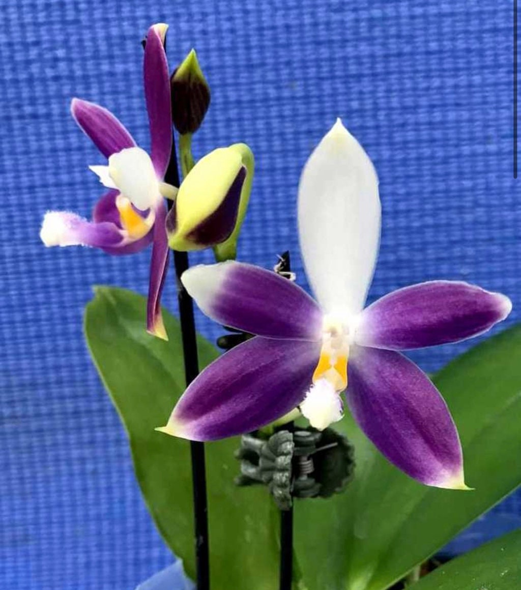 Very rare! Phal. Yaphon GG — unique flower color patterns, random petal color in blue/purple or white