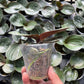 Super round mottled leaves! Phalaenopsis schilleriana x sib ‘極圓西’
