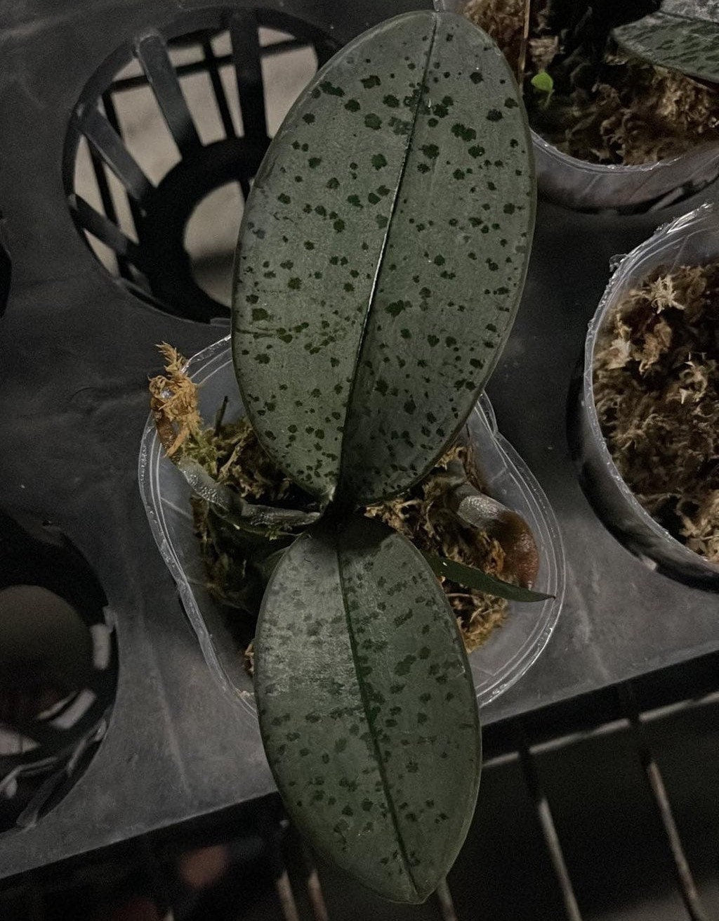 Super Silver Foliage and Fragrant! Phalaenopsis schilleriana x sib 超銀西