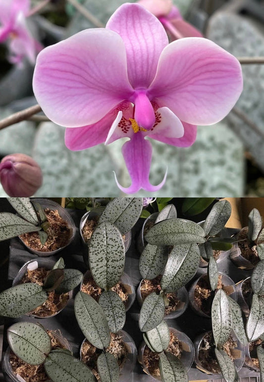 Super Silver Foliage and Fragrant! Phalaenopsis schilleriana x sib 超銀西