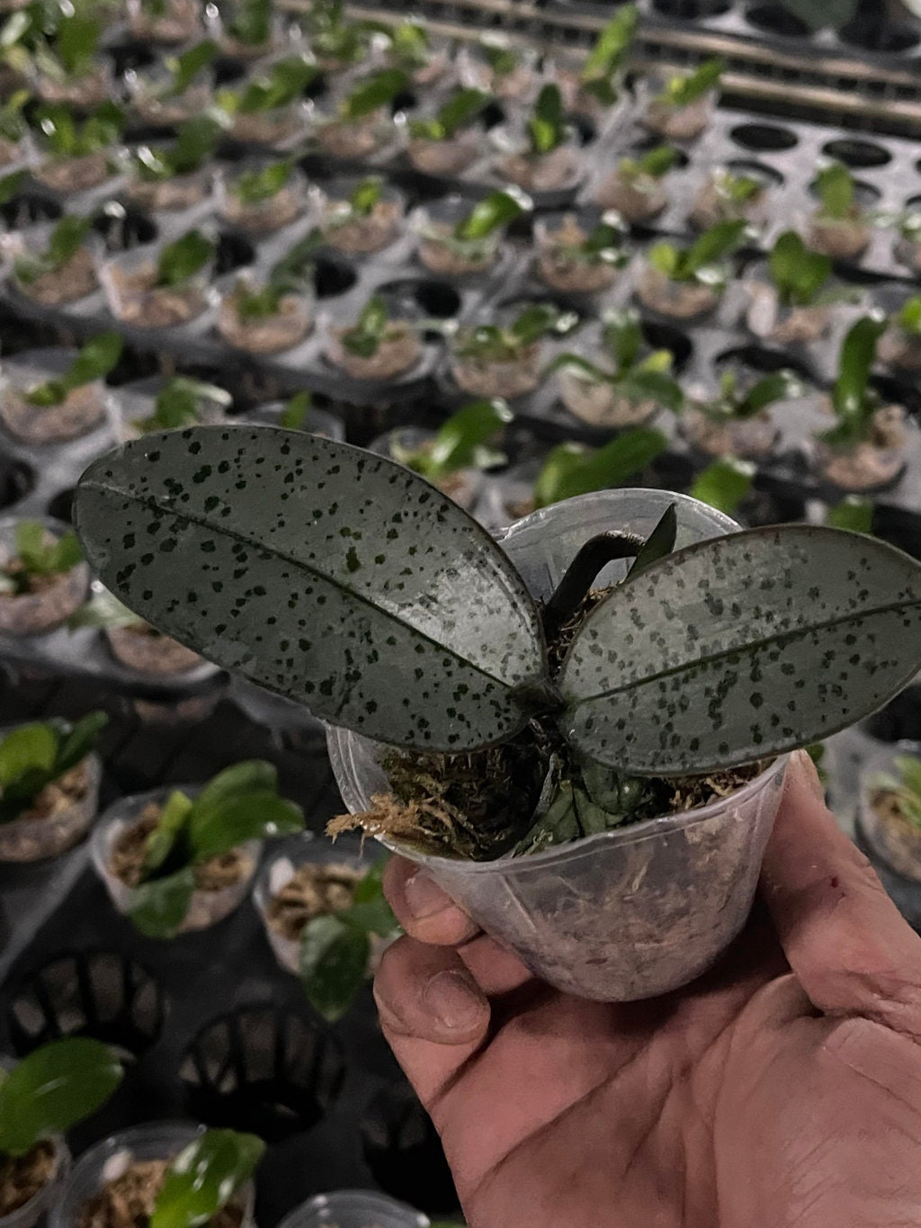 Super Silver Foliage and Fragrant! Phalaenopsis schilleriana x sib 超銀西