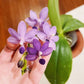 Phalaenopsis Purple Martin var. Blue, fragrant