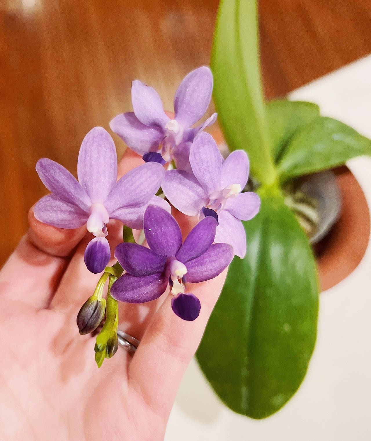 Phalaenopsis Purple Martin var. Blue, fragrant