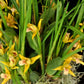 Maxillaria tenuifolia ‘Yamada’ AM/AOS, yellow flower and coconut fragrance!