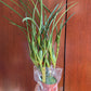 Maxillaria tenuifolia ‘Yamada’ AM/AOS, yellow flower and coconut fragrance!
