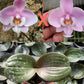Super round mottled leaves! Phalaenopsis schilleriana x sib ‘極圓西’