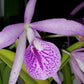 Nice fragrance! Blc. Hilda Takamatsu