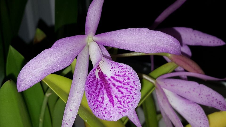 Nice fragrance! Blc. Hilda Takamatsu