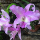 Nice fragrance! Blc. Hilda Takamatsu