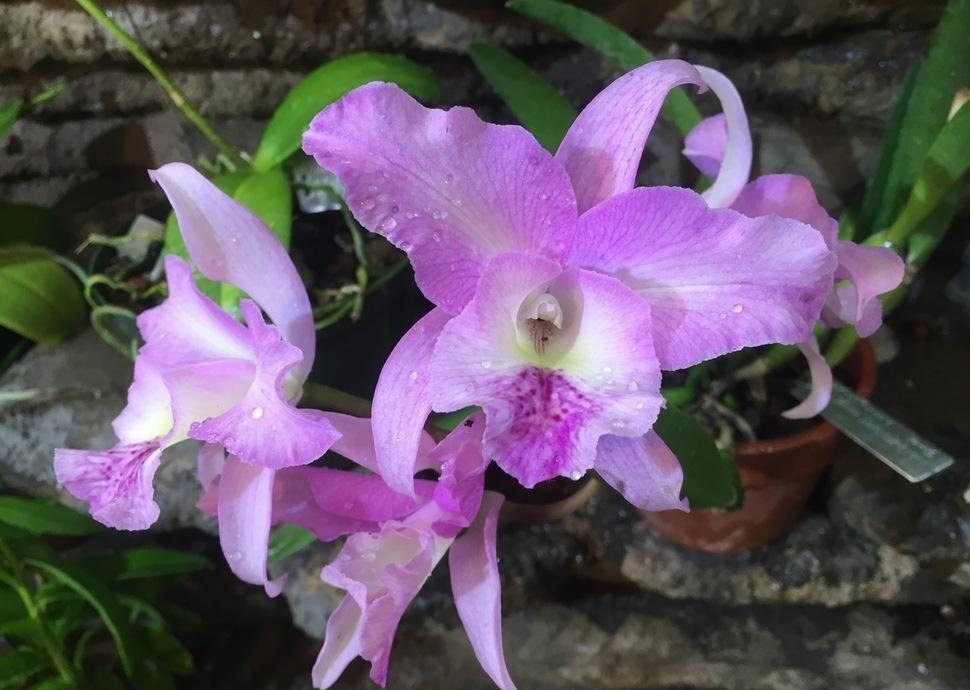 Nice fragrance! Blc. Hilda Takamatsu