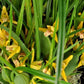 Maxillaria tenuifolia ‘Yamada’ AM/AOS, yellow flower and coconut fragrance!
